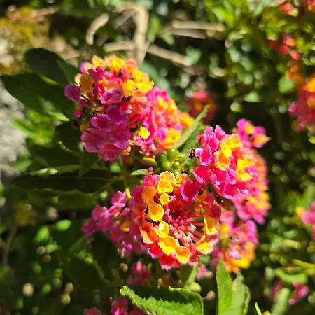 Campomuinos Semesterbostad *