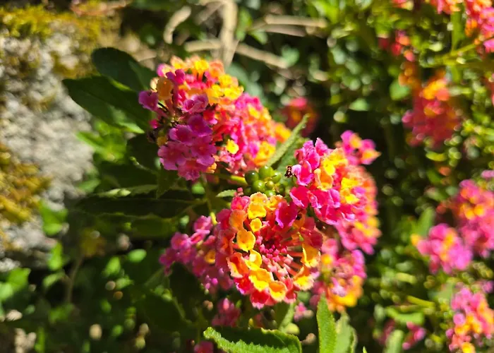 Campomuinos Tatil Evi *